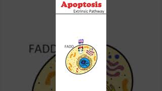 The Extrinsic Pathway of Apoptosis celldeath animation [upl. by Aduhey]