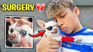 Our DOG Gets EYE SURGERY 💔 [upl. by Nevag509]