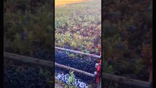 agriculture farming agro farmlife shorts technology farm food diy viral agricultural [upl. by Ahsanat]