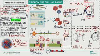 Neurología  Sd Guillian Barre Otras Neuropatias perifericas y Trast Motores [upl. by Adnohsirk]