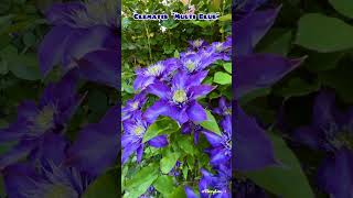 Clematis “Multi Blue” 铁线莲多蓝 20240521 [upl. by Tamis]