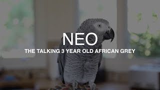 quotNeoquot the African Grey talking up a storm  Best parrot talking video ever plus he whistles Mozart [upl. by Arikaahs]