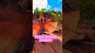 Frill necked lizard in Australia frills lizard lizards australia টিকটিকি lizardlove reptiles [upl. by Elspet]