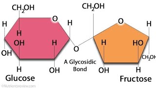 Enantiomer D amp L Biochemistry  كورس اول  جامعة الزهراء [upl. by Siroval276]