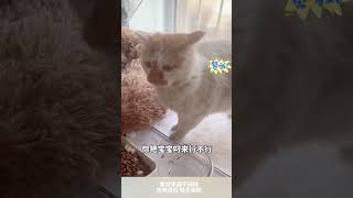 流浪貓剛生完寶寶，男子將其領進屋好好招待，稱：“妳的孩子，我養 cuteanimal cat 萌寵 [upl. by Enelra972]