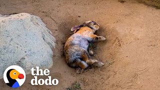 Woman Rescues A Bunny And Later Gets The Greatest Surprise  The Dodo [upl. by Naffets]