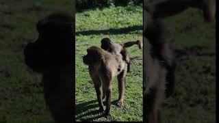 Gelada Baboon with young at Howletts gelada baboon howletts zoo animals wildlife daysout [upl. by Analla]