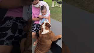 Dog obsessed with the baby [upl. by Selwyn]