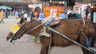 Koutoubia Mosque Djemaa elFna Marrakesh Morocco المغرب‎ ساحة جامع الفناء مراكش [upl. by Adnilahs]