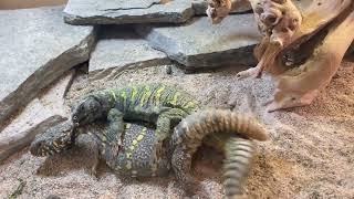 Ornate Uromastyx U Ornate mating [upl. by Nnomae]