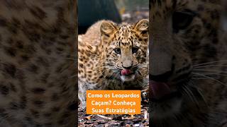 Como os Leopardos Caçam Conheça Suas Estratégias natureza leopardos felinos [upl. by Un]