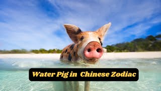 Characteristics of the Water Pig in the Chinese Zodiac [upl. by Virgel]