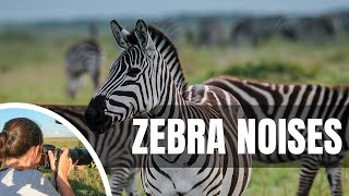 🦓 What sound does a zebra make [upl. by Muire898]