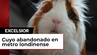 Tierno cuyo es abandonado con conmovedora nota en el metro de Londres [upl. by Calabrese]