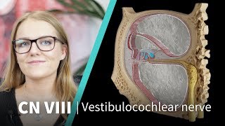 Anatomy Dissected Cranial Nerve VIII vestibulocochlear nerve [upl. by Atile861]