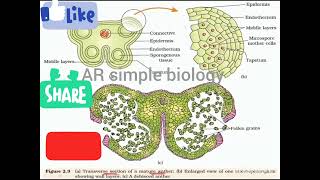 ts of anther microsporangium [upl. by Enelyad]