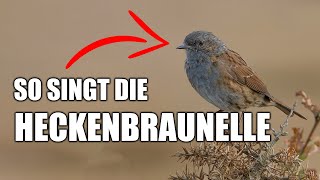 Heckenbraunelle  Vogelstimmen lernen [upl. by Line254]