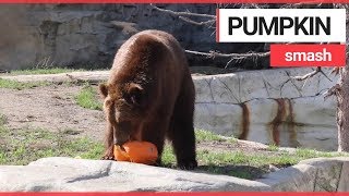 Animals at US zoo given pumpkins to play with  SWNS TV [upl. by Unders]