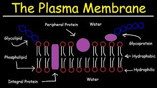 transport across cell membrane physiology  part 1 [upl. by Yrtua285]