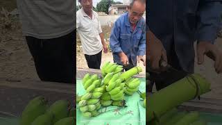 Cut Off Ripe Bananas Before Packing And Delivery [upl. by Dowski]