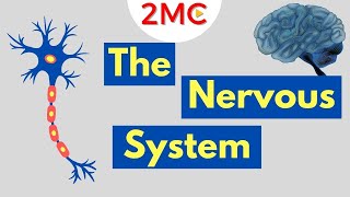 What is the Nervous System  Nervous System Basics [upl. by Ettenim]