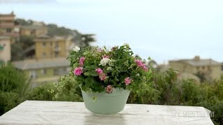 Biedermeier schaal met Toscana geraniums [upl. by Ecirtal541]