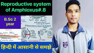 Reproductive system of Amphioxus Branchiostoma BSc 2 year zoology [upl. by Addi]