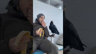 Banana 🍌 animal commonraven birds ravenbird воронгоша raven animals [upl. by Andromeda]