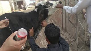 Metabolic Disorder  MetaBolic Disorder in Cow  Animal Treatment  2019 [upl. by Aimet]