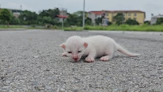 I adopted homeless kittens that followed me the kittens were cute and playful after being rescued [upl. by Handbook]