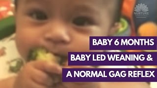 Baby led weaning and a normal gag reflex [upl. by Angid]