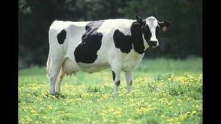 1996  Mad Cow Disease [upl. by Rhett]