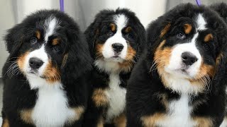 Tiny Balls Of Serotonin  Bernese Mountain Dog Puppies [upl. by Nobie]