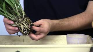 How To Repot Masdevallia Orchids [upl. by Gunter836]