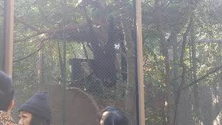 Siamang Gibbons Howling at LA Zoo [upl. by Allisirp]