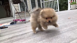 Cute pomeranian puppy barking funny and adorable [upl. by Clementina413]