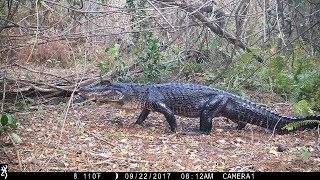 Swamp Trail Camera Pickup [upl. by Tersina]