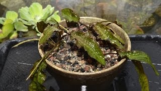 Cryptocoryne affinis  Greenhouse transplant [upl. by Darrel]