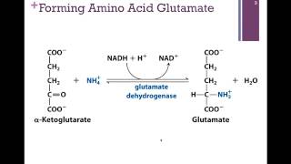 104Intermediates of TCA amp Citrate Transport [upl. by Anyt]