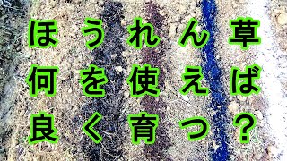 スギナだらけの酸性土壌でほうれん草づくり 何を使えばよく育つか？数値で見る [upl. by Elakram805]