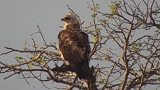 Juvenile martial eagle Polemaetus bellicosus at Djuma Waterhole [upl. by Venable]