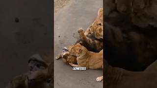 The reason why groups of lionesses often attack male lions [upl. by Ioyal]