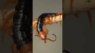 Exploring the Fascinating World of Centipedes and Millipedes [upl. by Felizio]