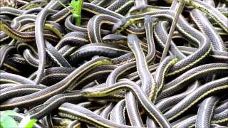 NatureNorthcoms Snakes Alive Video [upl. by Demetri]