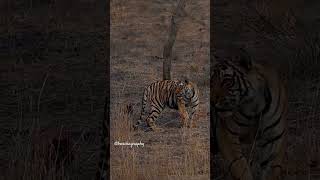 Arrowhead cut they to help in hunting barshaphotography tiger wildlifephotoghraphy ranthambore [upl. by Patience]