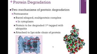 084Protein Degradation [upl. by Colburn513]