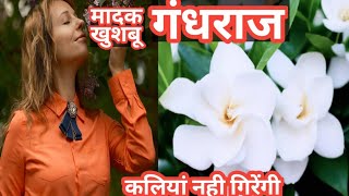 How To Get Maximum Bloom On Gardenia गंधराज पर ज्यादा फूल कैसे लें gardensecrets gandhraj [upl. by Favin]