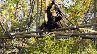 Siamang Gibbons Howling at the Cincinnati Zoo [upl. by Leonore]