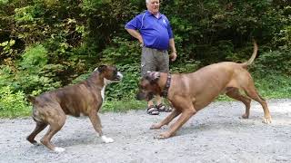 Rhodesian ridgeback VS Boxer [upl. by Tina]