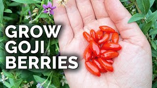 Grow Super Nutritious Goji Berries At Home [upl. by Tneciv]